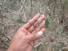 Mystroxylon aethiopicum