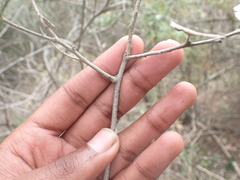 Mystroxylon aethiopicum