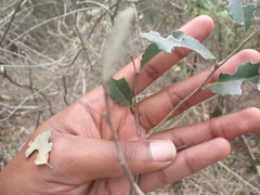Mystroxylon aethiopicum