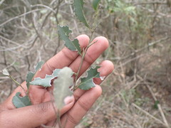 Mystroxylon aethiopicum
