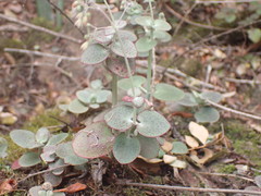 Crassula cordata