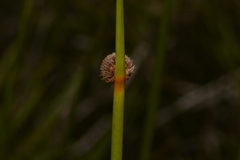 Chorizandra sphaerocephala