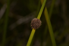 Chorizandra sphaerocephala