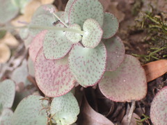 Crassula cordata