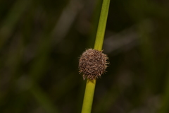 Chorizandra sphaerocephala