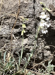 Penstemon secundiflorus