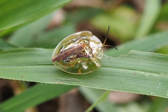 Emdenia maxima