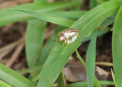 Emdenia maxima