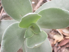 Crassula lactea