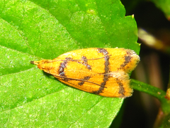 Periacma delegata