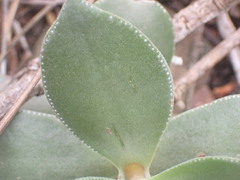 Crassula lactea