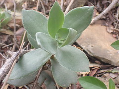 Crassula lactea