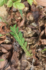 Phyllanthus ussuriensis