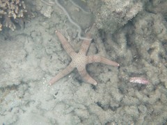 Nardoa tuberculata