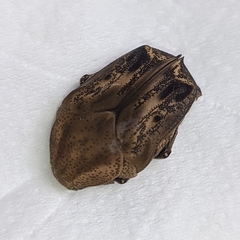 Hoplopyga