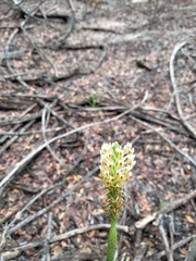 Hebenstretia dentata