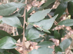 Trichocladus ellipticus