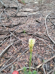 Hebenstretia dentata