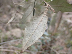 Trichocladus ellipticus