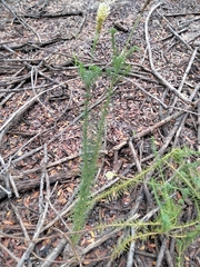 Hebenstretia dentata