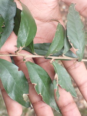 Trichocladus ellipticus