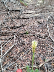 Hebenstretia dentata