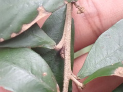 Trichocladus ellipticus