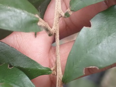 Trichocladus ellipticus