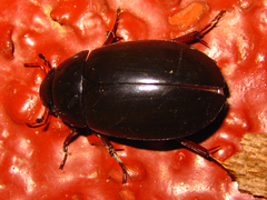 Hydrochara affinis