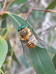 Scaptia patula