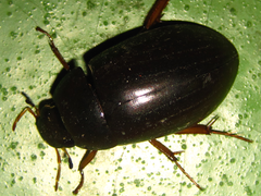 Hydrochara affinis