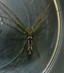 Leucauge