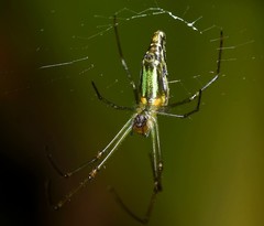 Leucauge