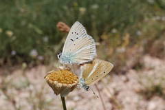 Polyommatus huberti