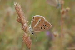 Polyommatus ninae
