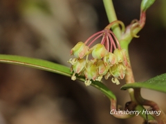 Smilax elongatoumbellata