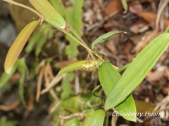 Smilax elongatoumbellata