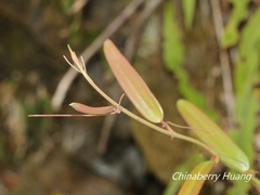 Smilax elongatoumbellata