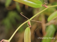 Smilax elongatoumbellata