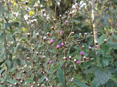 Lepidaploa argyropappa