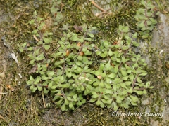 Sedum stellariifolium