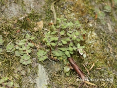 Sedum stellariifolium
