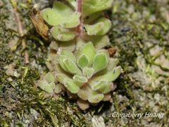 Sedum stellariifolium