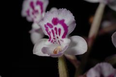 Cynorkis squamosa