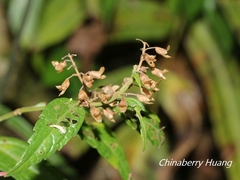 Teucrium bidentatum