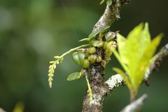 Bulbophyllum sambiranense