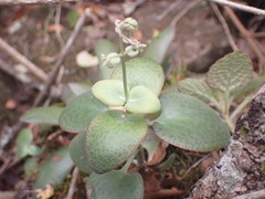 Crassula cordata