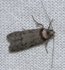 Philobota iphigenes