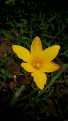 Hemerocallis minor