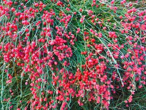 Ephedra foeminea